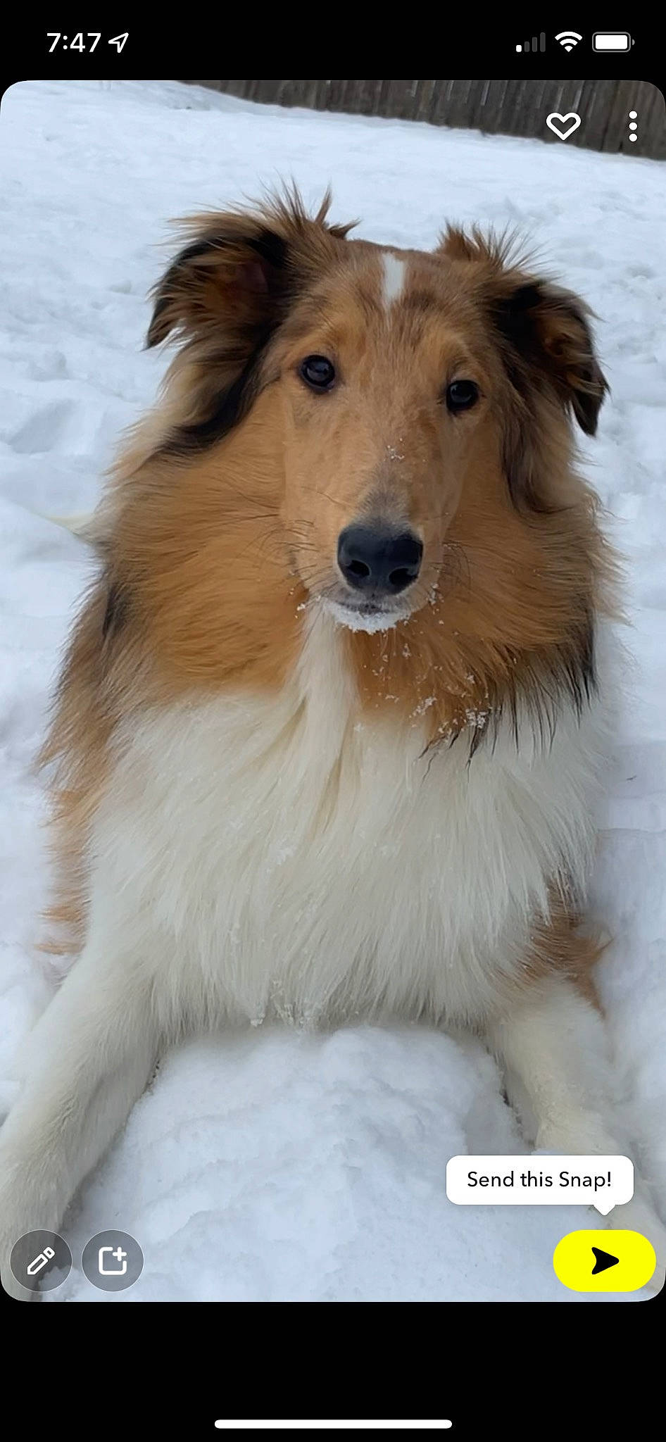Dexter joined the competition — help win amazing prizes! canidae, carnivore, collie, companion_dog, dog, dog_breed, fawn, fur, hair, head, rough_collie, shetland_sheepdog, snout, snow, sporting_group, terrestrial_animal, whiskers, winter, working_animal, working_dog