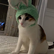 Aspen joined the competition — help win amazing prizes! animal, bed, bedroom, bunny_ears, bunny_hat, calico, cat, costume, cute, ears, eyes, green_hat, home_decor, indoor, pet, pink_nose, portrait, sitting, whiskers, white_fur