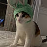 animal, bed, bedroom, bunny_ears, bunny_hat, calico, cat, costume, cute, ears, eyes, green_hat, home_decor, indoor, pet, pink_nose, portrait, sitting, whiskers, white_fur