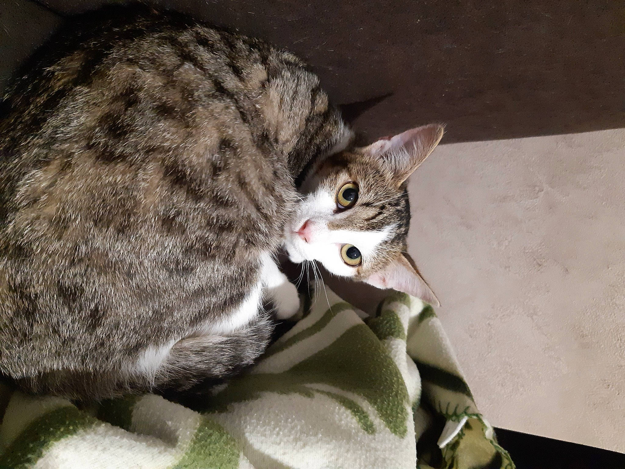 Becca participe au concours pour gagner de l'argent avec cette photo : aegean_cat, american_shorthair, american_wirehair, asian, australian_mist, california_spangled, carnivore, cat, domestic_short_haired_cat, dragon_li, european_shorthair, felidae, mammal, ocicat, rusty_spotted_cat, small_to_medium_sized_cats, snout, tabby_cat, vertebrate, whiskers