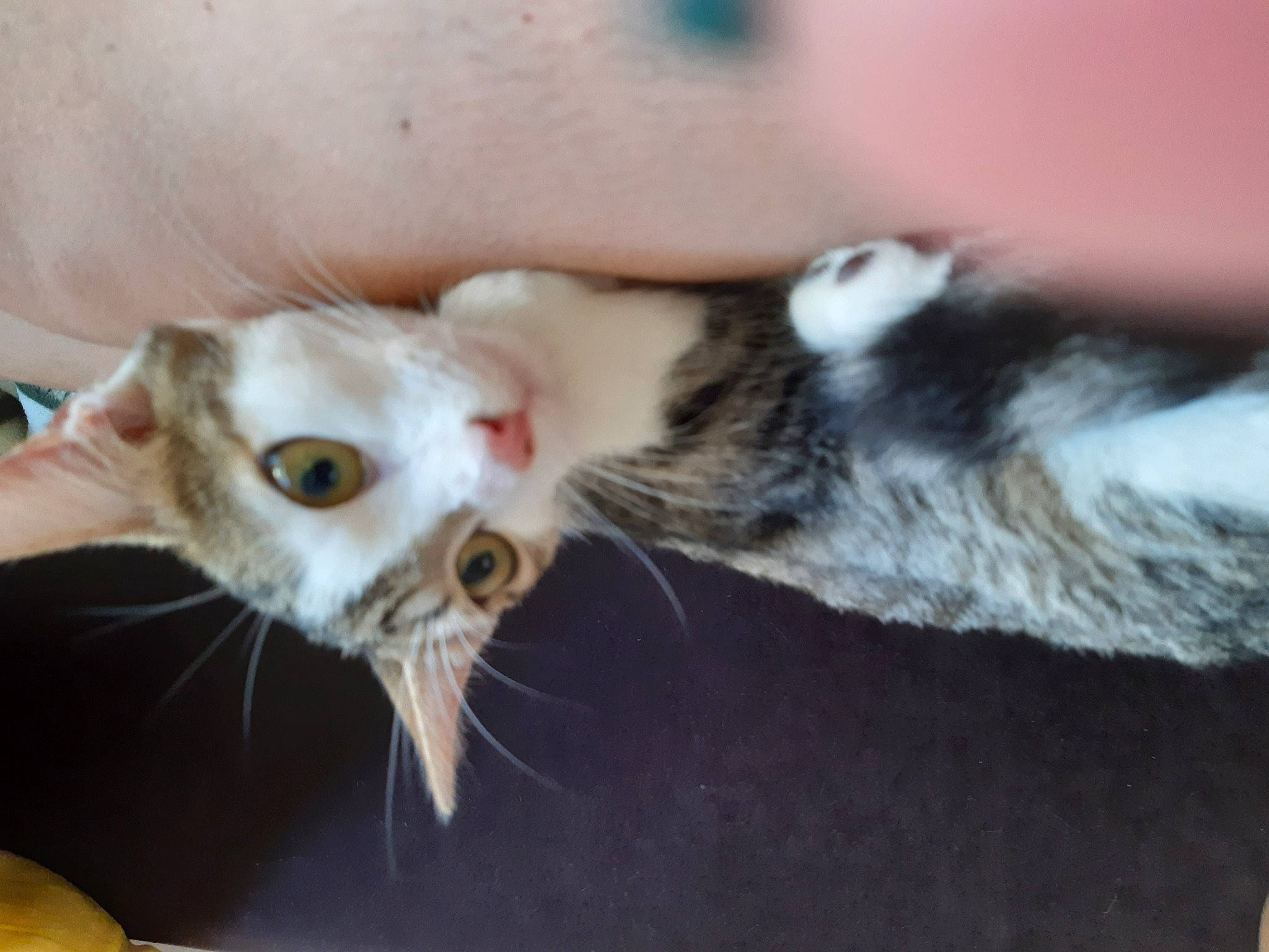 Becca a rejoint le concours — aidez-le/la à gagner de superbes lots ! aegean_cat, carnivore, cat, domestic_short_haired_cat, ear, european_shorthair, eye, fawn, felidae, fur, german_rex, kitten, nose, oriental_longhair, paw, singapura, small_to_medium_sized_cats, snout, whiskers