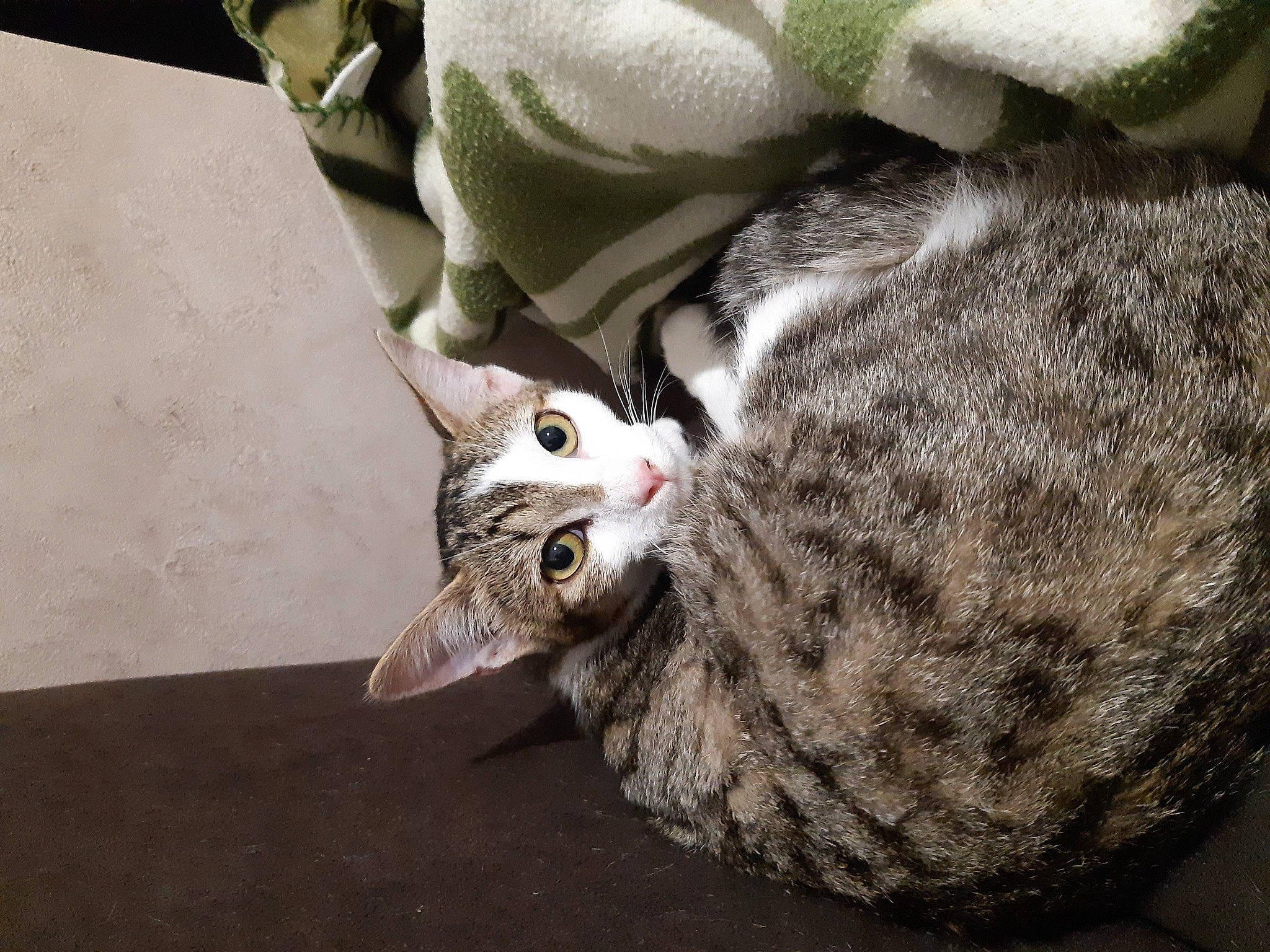 Becca participe au concours pour gagner de l'argent avec cette photo : aegean_cat, american_shorthair, american_wirehair, asian, carnivore, cat, domestic_short_haired_cat, dragon_li, european_shorthair, felidae, german_rex, small_to_medium_sized_cats, snout, tabby_cat, whiskers