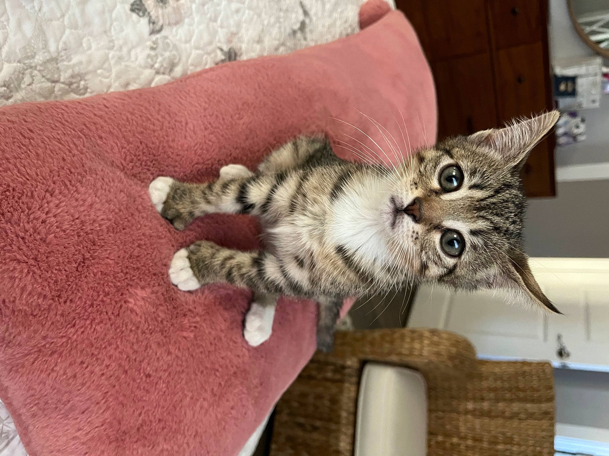 Gracie is registered to the contest to win money with this photo: carnivore, cat, claw, comfort, domestic_short_haired_cat, fawn, felidae, fur, paw, small_to_medium_sized_cats, tail, whiskers