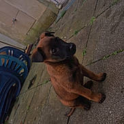 Aika participe au concours pour gagner de l'argent avec cette photo : animal, backyard, black_snout, brown_fur, canine, closeup, curious, daylight, dog, ears_up, glass_door, outdoor, patio, pet, plastic_chair, puppy, quiet, sitting, stone_floor, young_dog