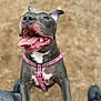 dog, gray_dog, pink_harness, tongue_out, happy, excited, pet, outdoor, dirt_ground, close_up, canine, animal, paw, playful, leash, person, legs, shoes, pant, daylight