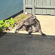 Zoey joined the competition — help win amazing prizes! dog, sunlight, backyard, concrete, fence, garden_gnome, plants, relaxing, black_dog, white_paws, outdoor, pet, canine, shadow, daylight, side_view, resting, nature, animal, quiet