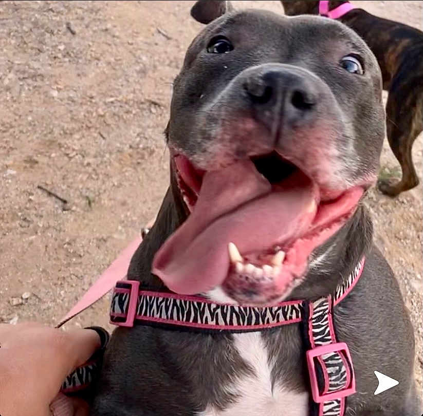 Zoey is registered to the contest to win money with this photo: dog, happy, tongue_out, close_up, pet, outdoor, leash, harness, black_dog, white_chest, playful, canine, animal, friendly, excited, summer, fun, companion, zebra_pattern, pink