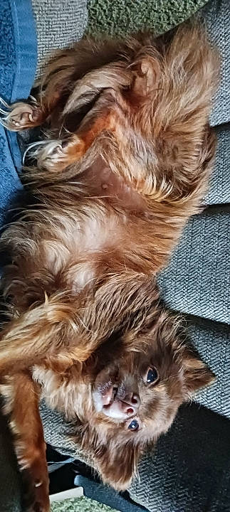 Dakota joined the competition — help win amazing prizes! canidae, carnivore, cat, claw, companion_dog, dog, dog_breed, domestic_short_haired_cat, ear, fawn, felidae, fur, liver, paw, snout, sporting_group, terrestrial_animal, whiskers, wood, working_animal