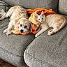 dog, cat, couch, blanket, orange_blanket, pet, indoor, cozy, fur, relaxed, resting, wooden_floor, home, animal, companion, snuggle, cute, friendship, light_colored, looking
