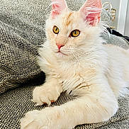 Knox is registered to the contest to win money with this photo: cat, fluffy, cream_colored, couch, texture, golden_eyes, alert, ears, whiskers, indoor, pet, feline, relaxed, close_up, animal, soft_fur, resting, living_room, cozy, portrait