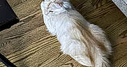 Knox joined the competition — help win amazing prizes! cat, fluffy, cream_color, wooden_floor, indoor, relaxed, pet, feline, tail, couch, texture, home, flooring, animal, domestic, resting, fur, mammal, quiet, cozy