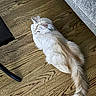 cat, fluffy, cream_color, wooden_floor, indoor, relaxed, pet, feline, tail, couch, texture, home, flooring, animal, domestic, resting, fur, mammal, quiet, cozy