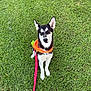 dog, black_and_white, grass, orange_bandana, leash, pet, outdoor, canine, sitting, cute, animal, nature, fur, ears, collar, playful, domestic_animal, friendly, alert, companion