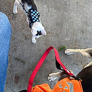 Robin joined the competition — help win amazing prizes! cat, dog, harness, leash, costume, pumpkin, orange, black_and_white, concrete_floor, pet, animal, outdoor, curious, playful, person, denim, clothing, paw, side_view, top_view