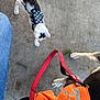 cat, dog, harness, leash, costume, pumpkin, orange, black_and_white, concrete_floor, pet, animal, outdoor, curious, playful, person, denim, clothing, paw, side_view, top_view
