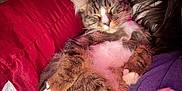 Kitty joined the competition — help win amazing prizes! cat, sleeping, relaxed, fur, tabby, white_paws, cushion, red, indoor, pet, cozy, resting, whiskers, closeup, comfort, nap, feline, soft, companion, home