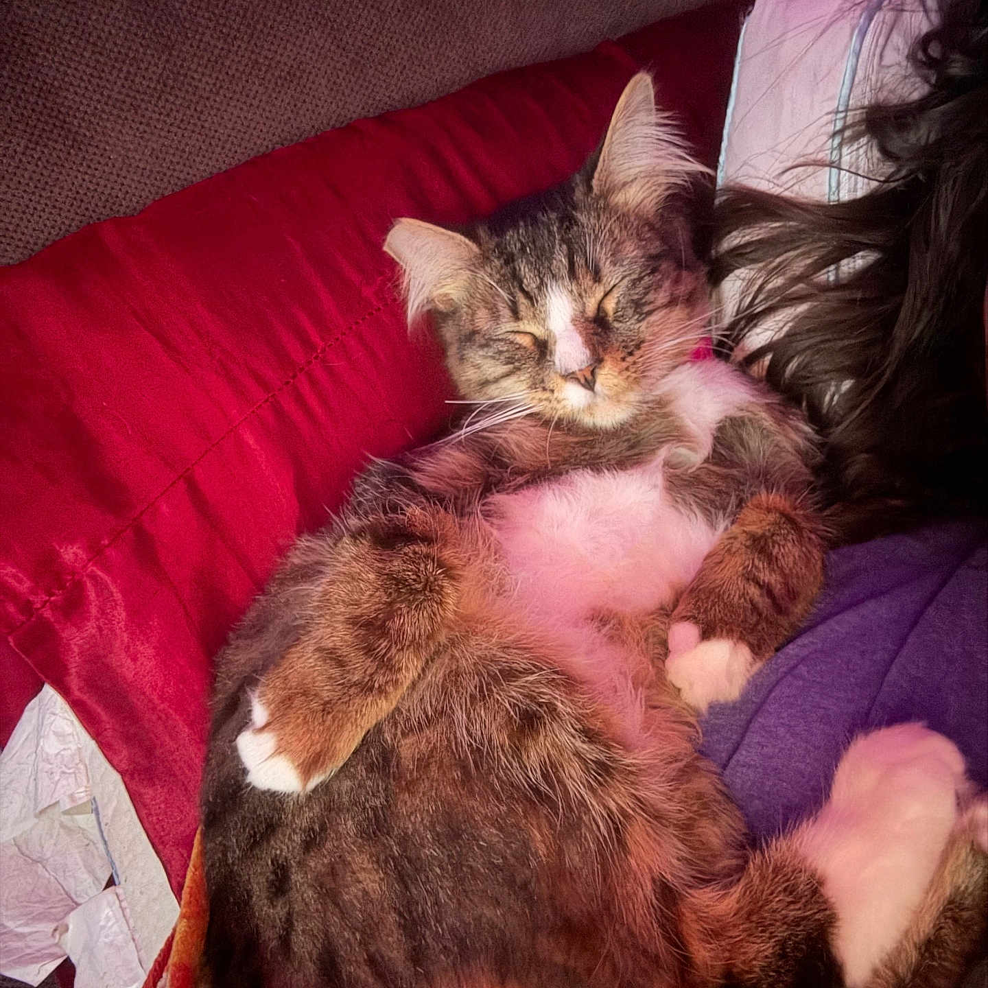Kitty