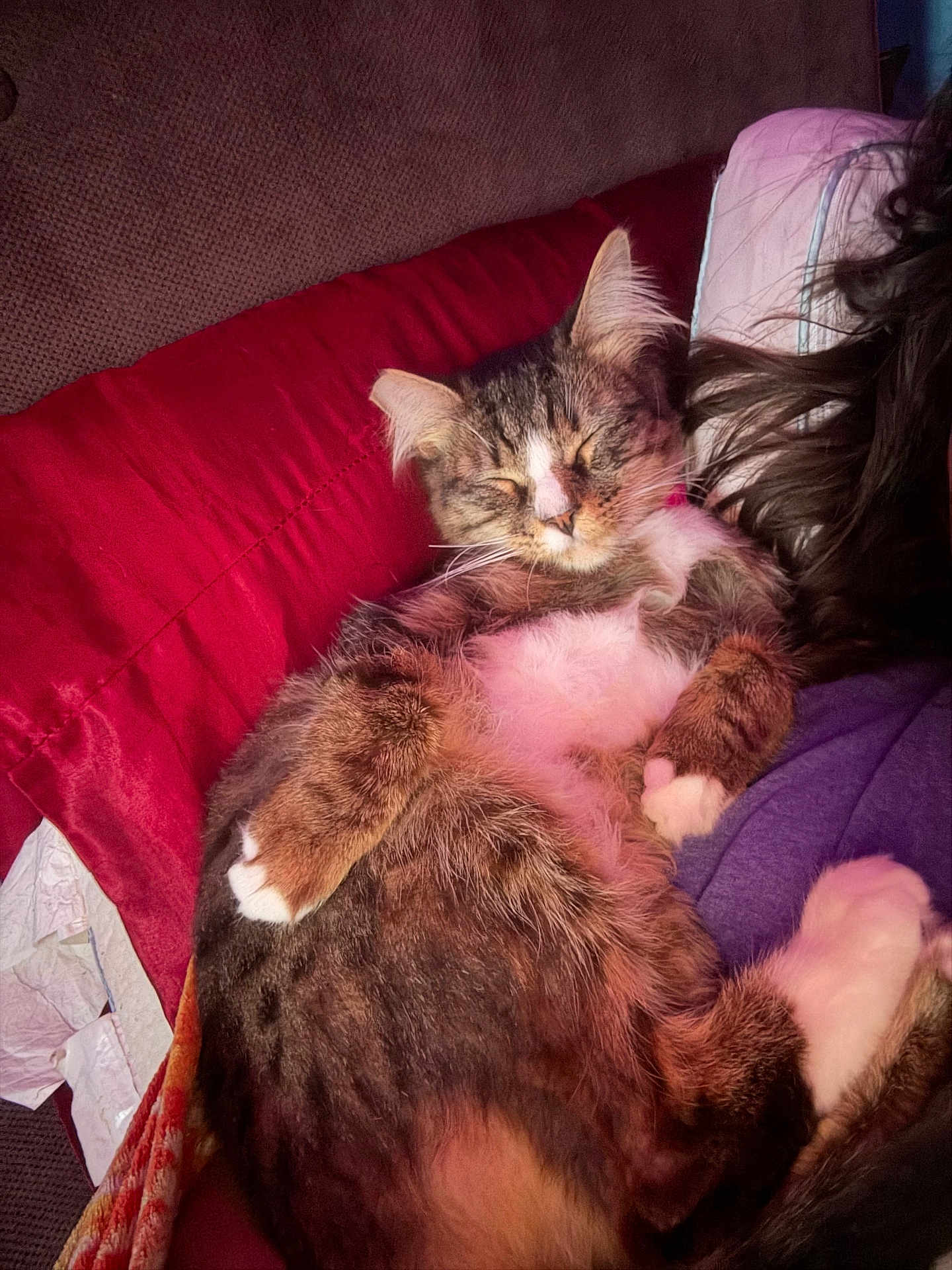 Kitty