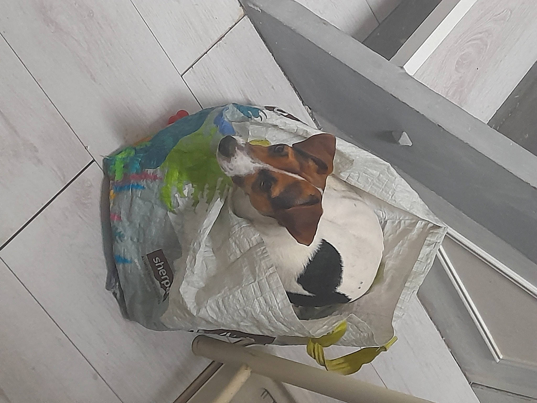 Rumba participe au concours pour gagner de l'argent avec cette photo : carmine, comfort, flooring, paper, paper_product, pattern, pet_supply, plastic, plastic_bag, room, space, wood