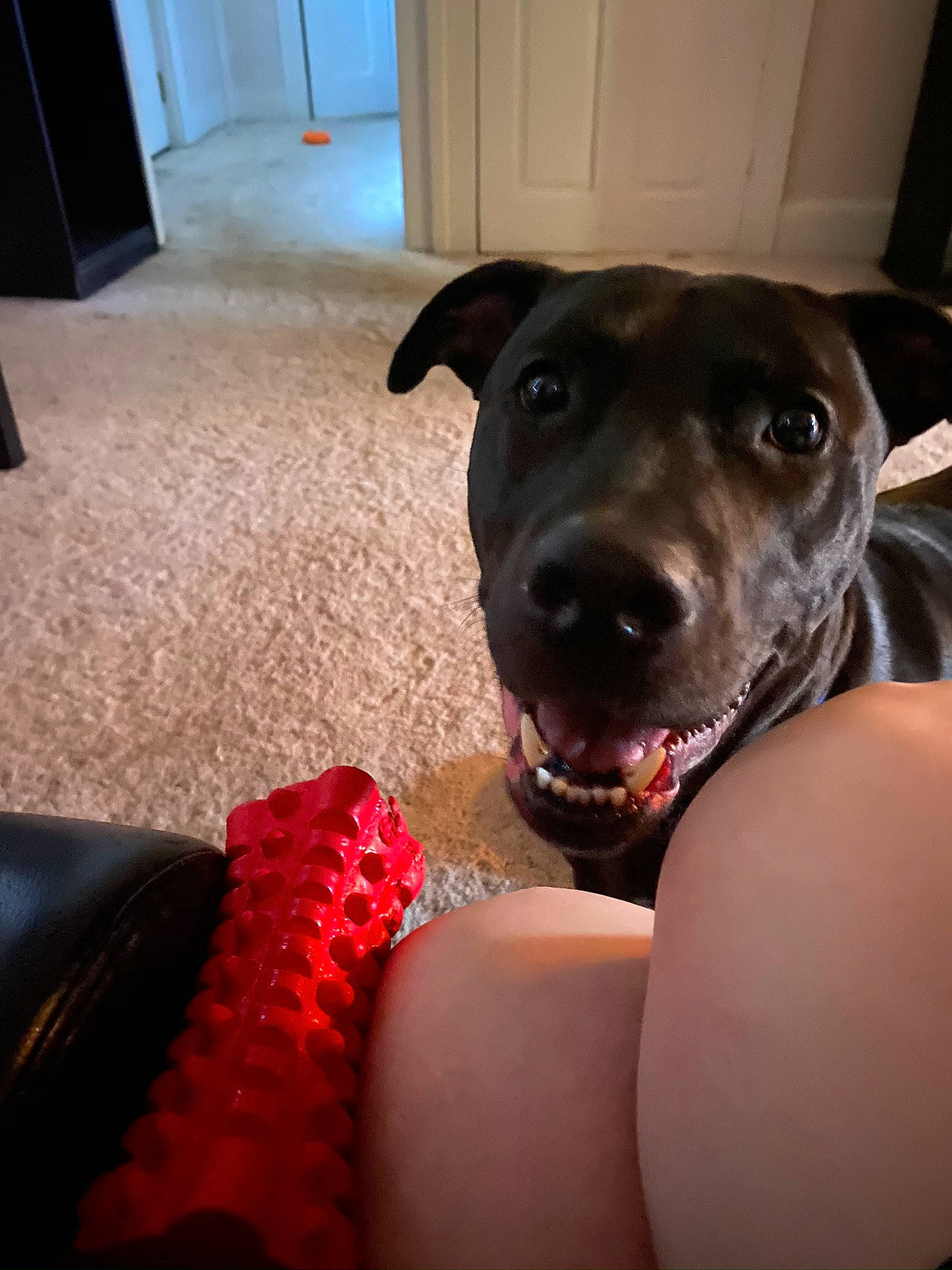 Brady is registered to the contest to win money with this photo: carnivore, collar, comfort, companion_dog, dog, dog_breed, dog_collar, door, fawn, flooring, foot, guard_dog, human_leg, personal_protective_equipment, selfie, sitting, sporting_group, whiskers, working_animal, working_dog