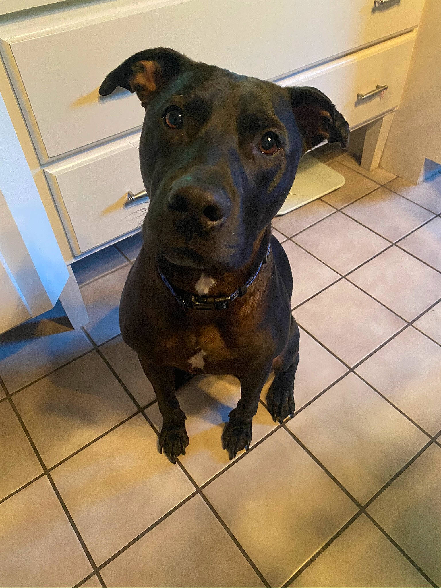 Brady joined the competition — help win amazing prizes! borador, cabinetry, carnivore, collar, companion_dog, cooktop, dog, dog_breed, dog_collar, drawer, fawn, floor, flooring, fur, gas_stove, kitchen_appliance, liver, pet_supply, whiskers, working_animal