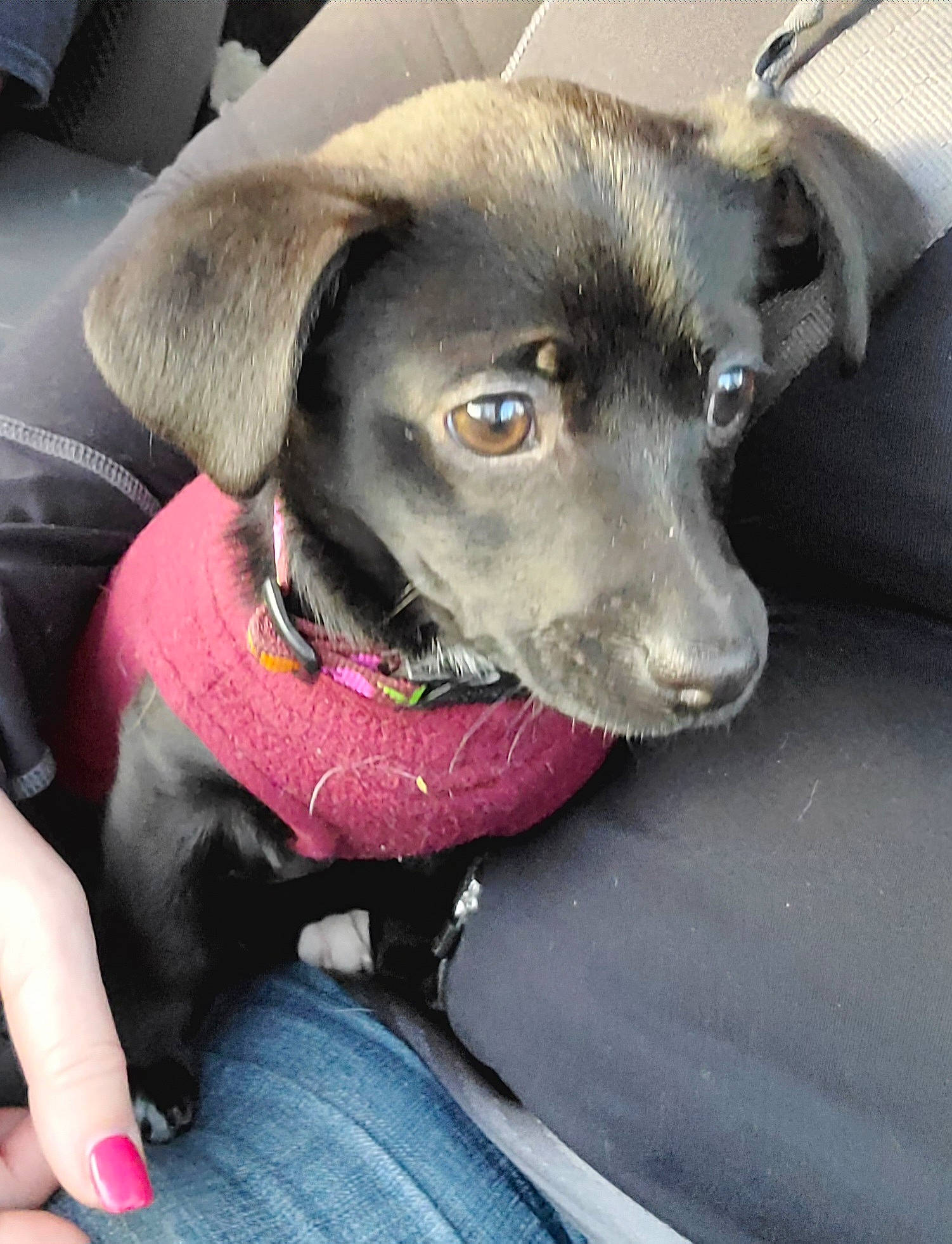 Tillee is registered to the contest to win money with this photo: borador, canidae, carnivore, collar, companion_dog, dog, dog_breed, dog_collar, eye, fashion_accessory, fur, head, leash, liver, pet_supply, retriever, snout, sporting_group, whiskers, working_animal