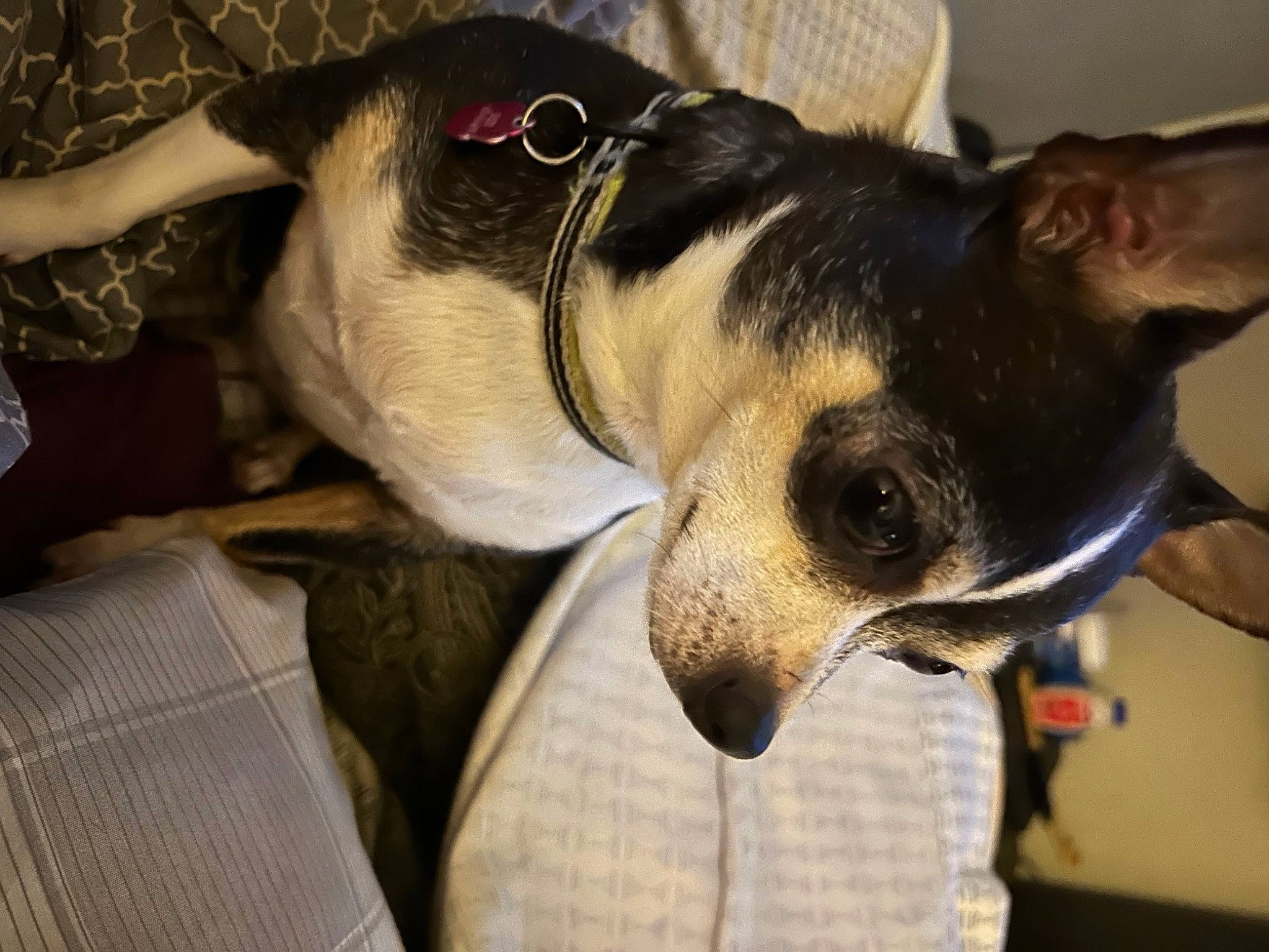 Sassy is registered to the contest to win money with this photo: canidae, carnivore, collar, companion_dog, dog, dog_breed, dog_collar, ear, fawn, fur, jaw, non_sporting_group, paw, pet_supply, snout, sporting_group, toy_dog, whiskers, working_animal, working_dog