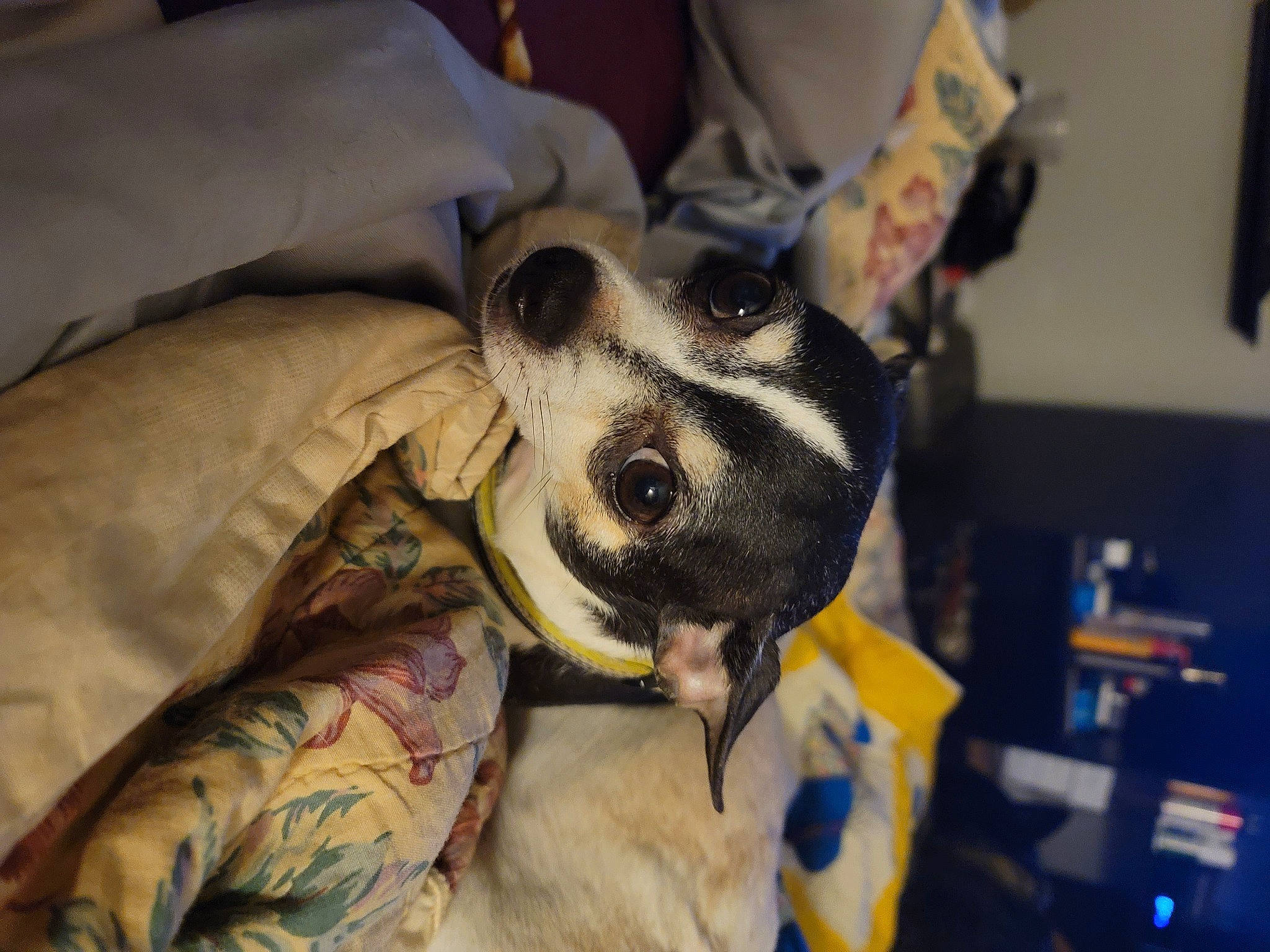 Sassy is registered to the contest to win money with this photo: canidae, carnivore, collar, comfort, companion_dog, dog, dog_breed, dog_collar, fawn, fur, guard_dog, linens, non_sporting_group, personal_protective_equipment, picture_frame, snout, sporting_group, toy_dog, whiskers, working_animal