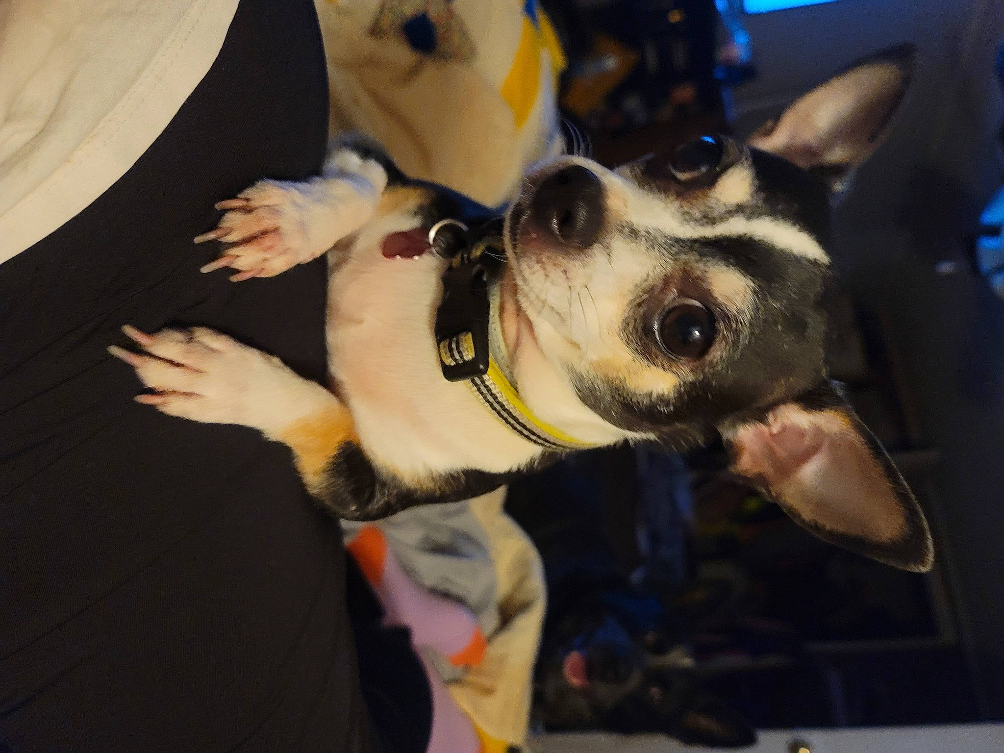 Sassy joined the competition — help win amazing prizes! canidae, carnivore, collar, companion_dog, dog, dog_breed, dog_collar, ear, eyewear, fur, gesture, non_sporting_group, paw, sporting_group, whiskers, working_animal, working_dog