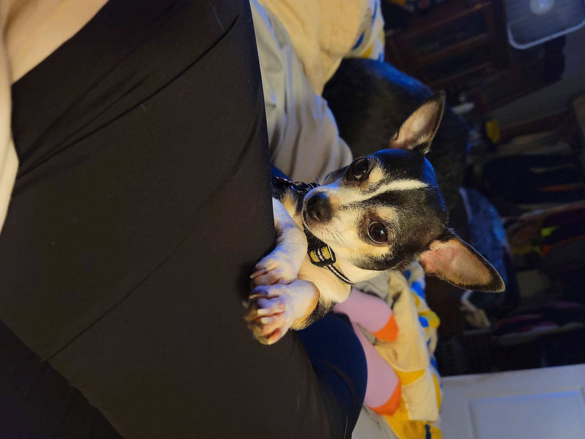 Sassy is registered to the contest to win money with this photo: canidae, carnivore, collar, companion_dog, dog, dog_breed, ear, electric_blue, fashion_accessory, fawn, formal_wear, fur, gesture, non_sporting_group, sporting_group, toy_dog