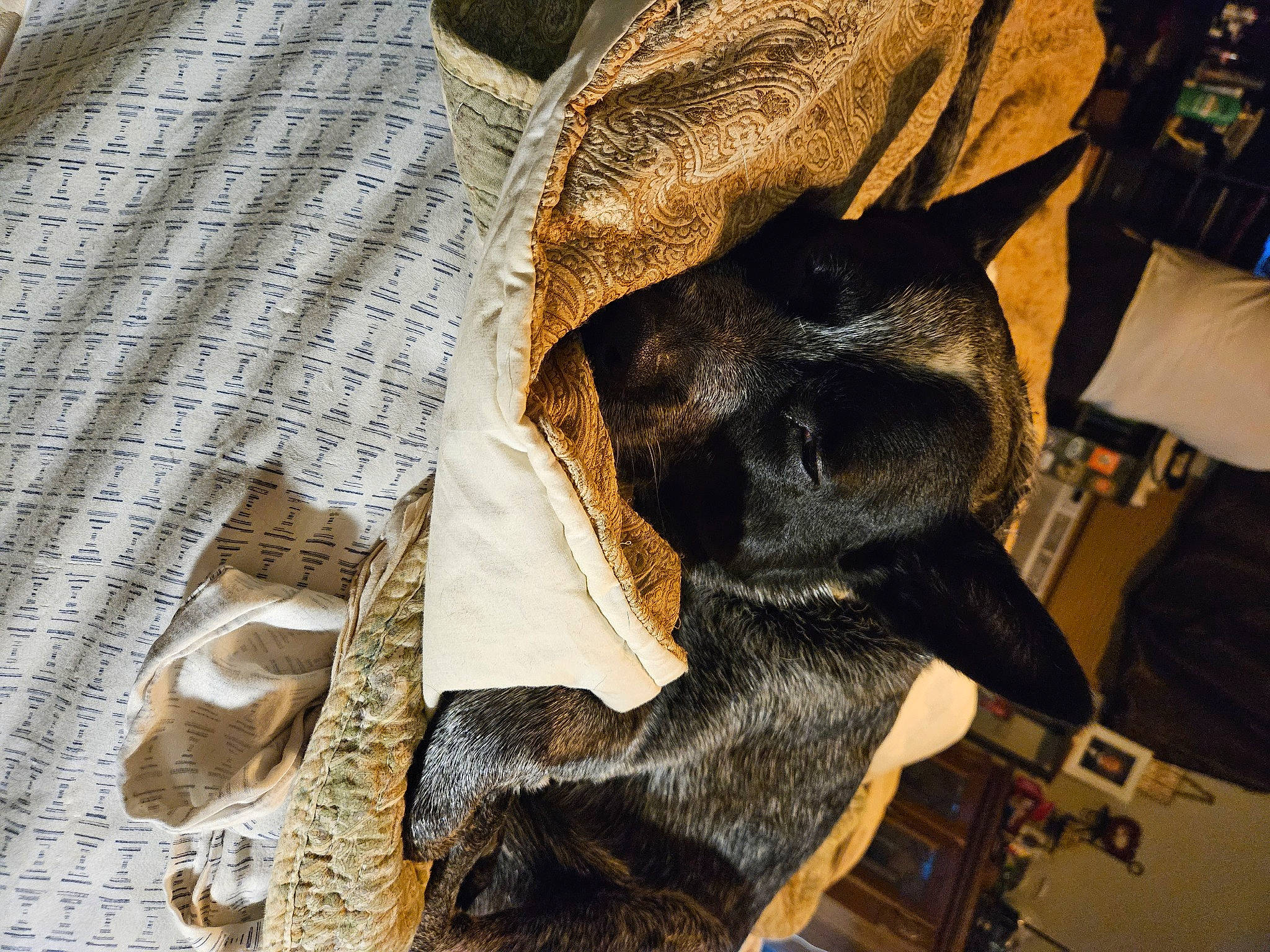 Buck is registered to the contest to win money with this photo: canidae, carnivore, comfort, companion_dog, dog, dog_breed, fawn, fur, grey, guard_dog, metal, natural_material, pattern, sleeve, snout, sporting_group, terrestrial_animal, wood, working_animal