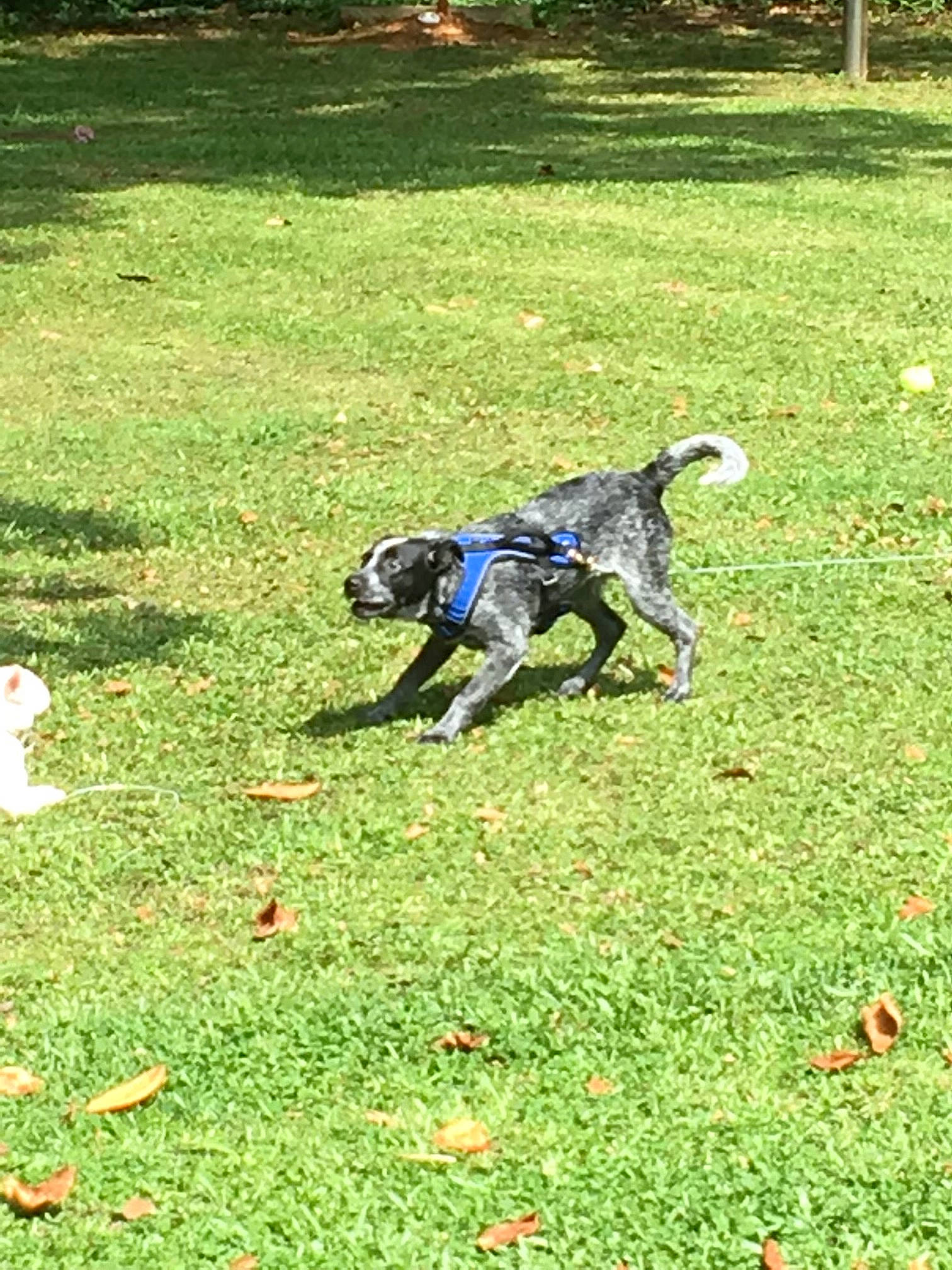 Buck joined the competition — help win amazing prizes! canidae, carnivore, companion_dog, dog, dog_breed, electric_blue, grass, grass_family, grassland, groundcover, guard_dog, lawn, meadow, pasture, people_in_nature, soil, sporting_group, tail, terrestrial_animal, working_animal