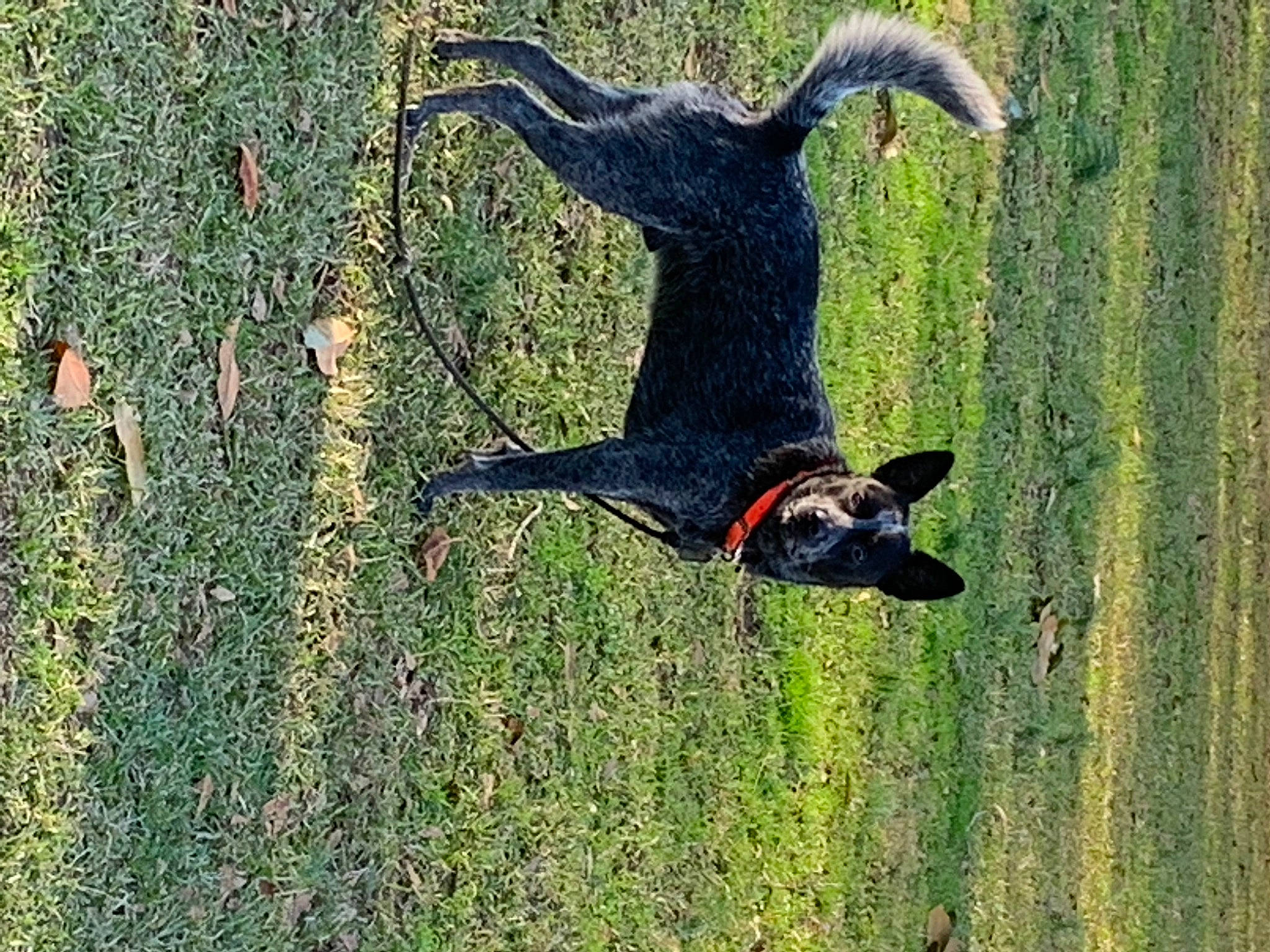 Buck is registered to the contest to win money with this photo: beak, canidae, carnivore, companion_dog, dog, dog_breed, fawn, grass, grass_family, grassland, guard_dog, pasture, plant, shadow, sporting_group, tail, terrestrial_animal, tree, trunk, working_dog