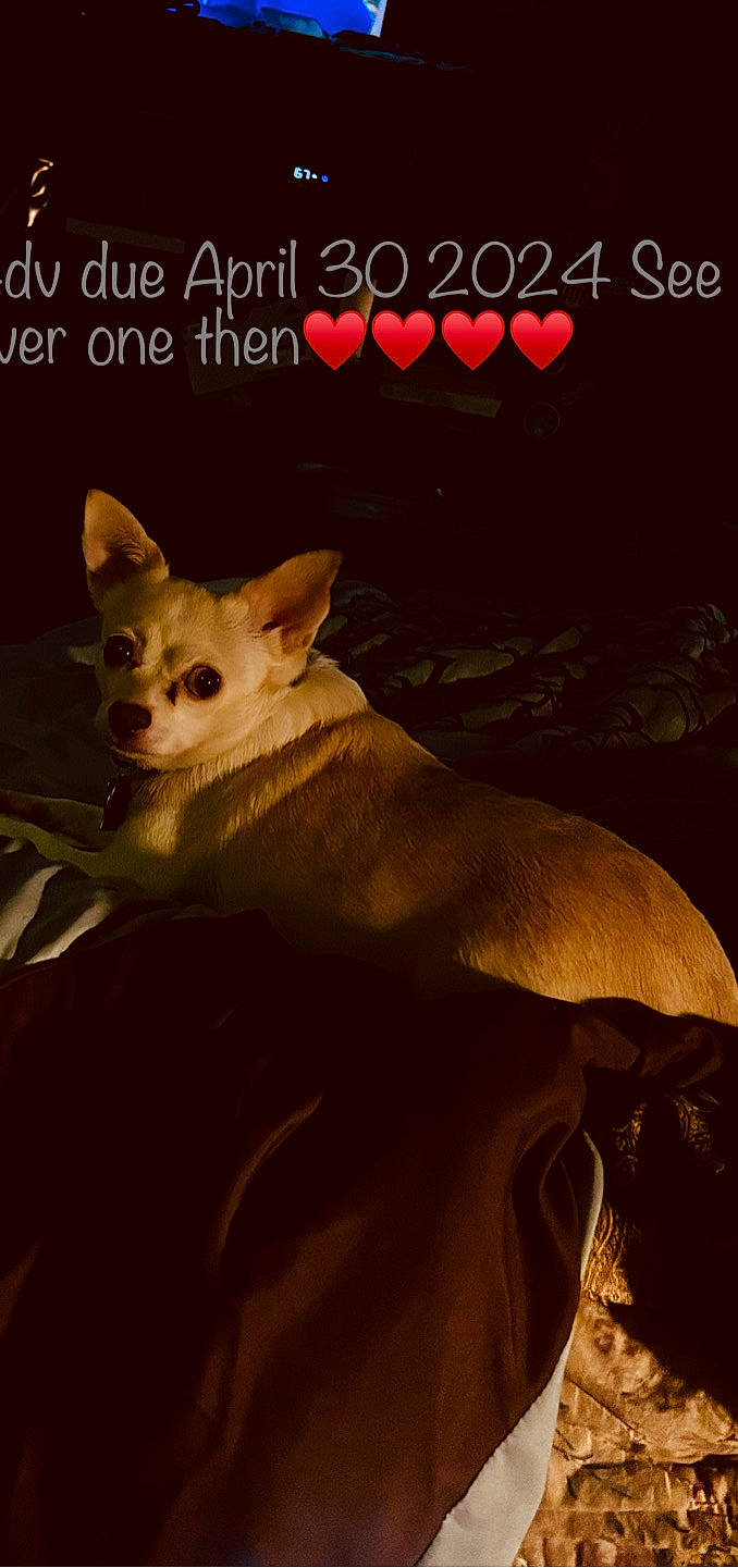 Tinker joined the competition — help win amazing prizes! book, book_cover, canidae, carnivore, chihuahua, companion_dog, dog, dog_breed, dog_supply, fawn, felidae, font, photo_caption, poster, publication, snout, tail, terrestrial_animal, toy_dog, whiskers