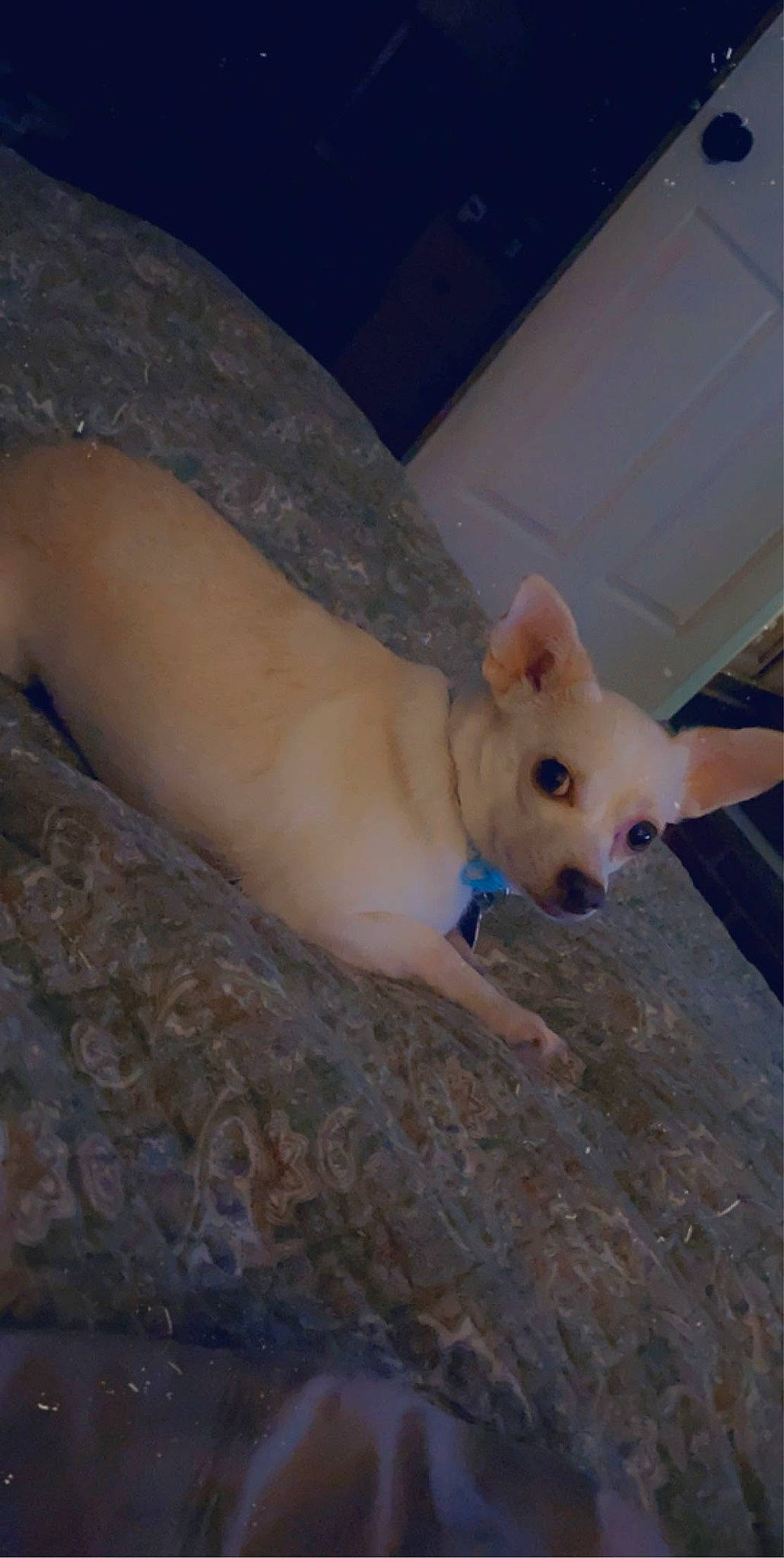 Tinker joined the competition — help win amazing prizes! canidae, carnivore, comfort, companion_dog, dog, dog_breed, fawn, foot, human_leg, non_sporting_group, paw, sporting_group, tail, terrestrial_animal, whiskers, wood, working_animal