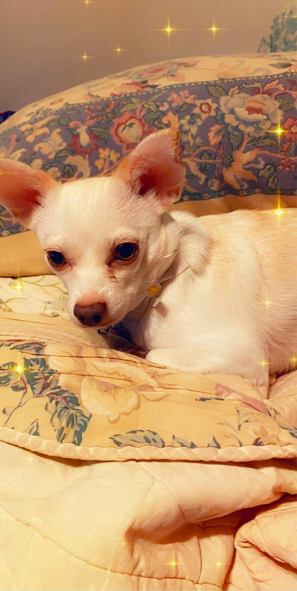 Tinker is registered to the contest to win money with this photo: canidae, carnivore, chihuahua, comfort, companion_dog, corgi_chihuahua, couch, dog, dog_breed, dog_supply, ear, fawn, fur, non_sporting_group, puppy, snout, sporting_group, toy_dog, whiskers, working_animal