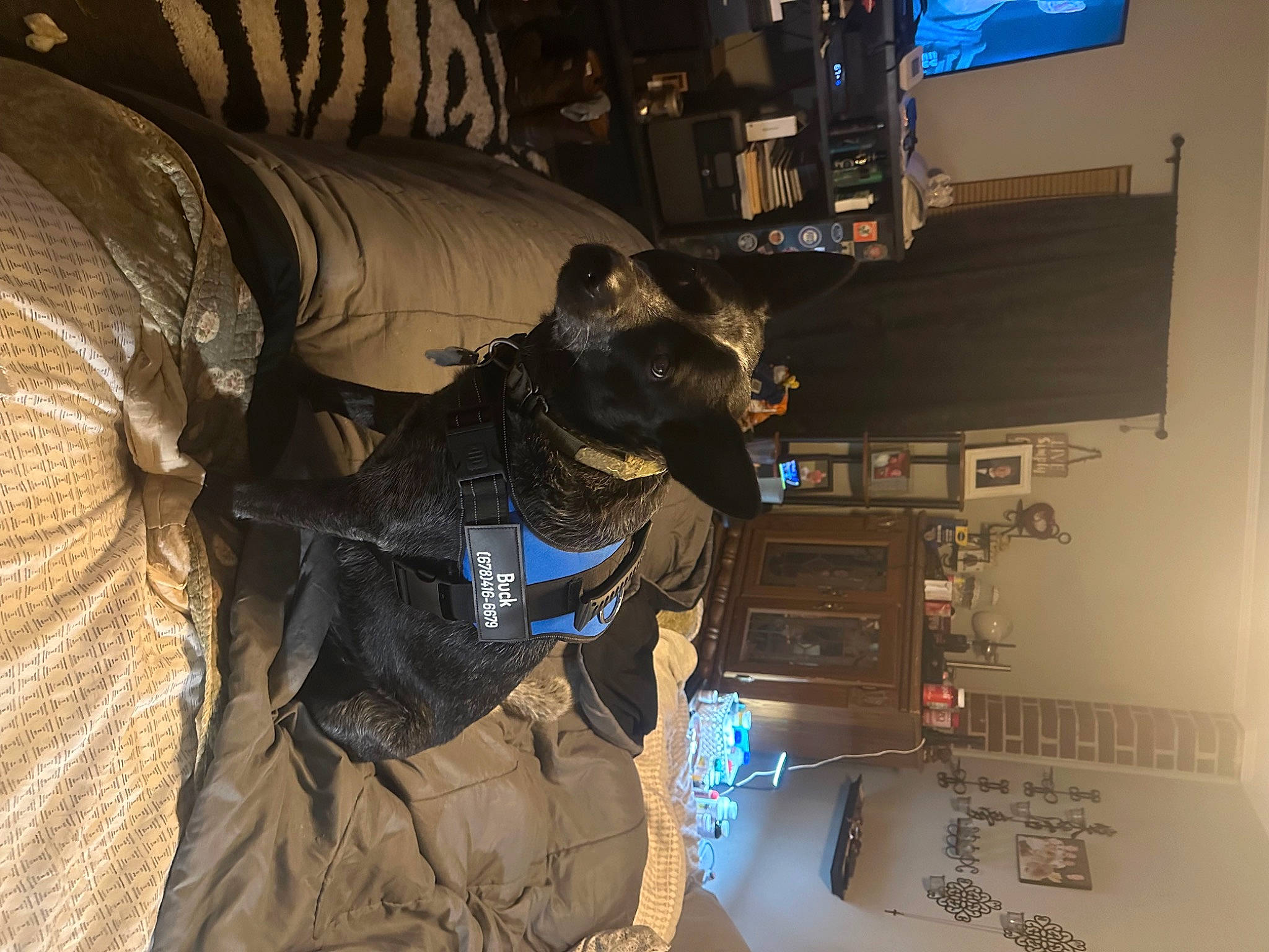 Buck joined the competition — help win amazing prizes! audio_equipment, carnivore, comfort, companion_dog, computer, computer_hardware, couch, display_device, dog, dog_breed, felidae, fun, fur, guard_dog, hat, machine, personal_protective_equipment, room, space, working_animal