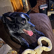 Buck joined the competition — help win amazing prizes! animal, black_and_white, blanket, bone_shaped_toy, brick_wall, chew_toy, close_up, dog, ears_up, excited, furniture, home, indoor, kitchen, laying_down, pet, resting, speckled_fur, tongue, tongue_out
