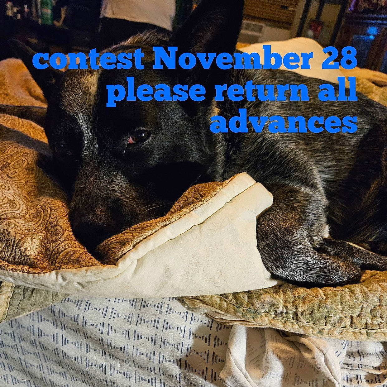 Buck is registered to the contest to win money with this photo: canidae, carnivore, comfort, companion_dog, dog, dog_breed, dog_supply, font, fur, german_shepherd_dog, gesture, guard_dog, linens, paw, pet_supply, photo_caption, snout, sporting_group, toy_dog, working_animal