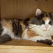 Tink joined the competition — help win amazing prizes! animal, calico, cat, close_up, curious_eyes, cute, domestic_cat, feline, fluffy_fur, fur_pattern, indoor, long_hair, mammal, paws, pet, relaxed, resting, side_view, whiskers, wooden_shelf