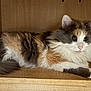 animal, calico, cat, close_up, curious_eyes, cute, domestic_cat, feline, fluffy_fur, fur_pattern, indoor, long_hair, mammal, paws, pet, relaxed, resting, side_view, whiskers, wooden_shelf