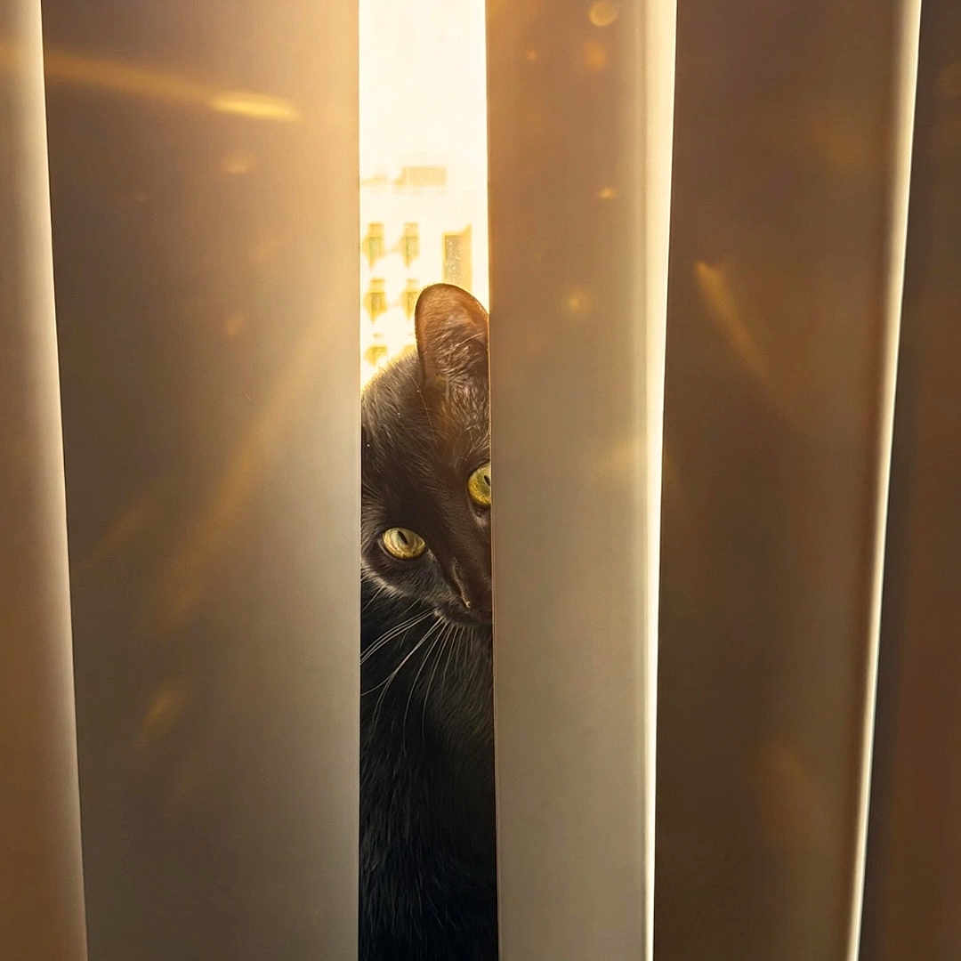 Raven joined the competition — help win amazing prizes! animal, black_cat, cat, closeup, curiosity, curtains, feline, home, indoor, light_rays, mystery, peeking, pet, quiet, shadow, sunlight, vertical_blinds, warm_light, window, yellow_eyes