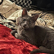 Ash joined the competition — help win amazing prizes! animal, blanket, cat, closeup, cozy, cute, ears, fabric, feline, fur, gray_cat, indoor, looking, patterned_fabric, pet, red_blanket, relaxed, resting, tail, whiskers
