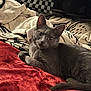 animal, blanket, cat, closeup, cozy, cute, ears, fabric, feline, fur, gray_cat, indoor, looking, patterned_fabric, pet, red_blanket, relaxed, resting, tail, whiskers