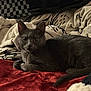 Ash joined the competition — help win amazing prizes! animal, blanket, cat, comfort, cozy, cute, ears, feline, fur, gray_cat, home, indoors, patterned_blanket, pet, red_blanket, relaxed, resting, soft_texture, tail, whiskers