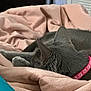 Ash joined the competition — help win amazing prizes! animal, blanket, cat, close_up, collar, comfort, cozy, cute, domestic_cat, folds, fur, gray_cat, indoor, nap, pet, pink_collar, relaxation, resting, sleeping, soft_texture