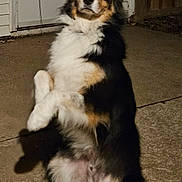 Ramsey joined the competition — help win amazing prizes! dog, tricolor, sitting, upright, patio, concrete, night, door, fence, fur, animal, pet, outdoor, calm, attentive, ears, tail, black, white, brown