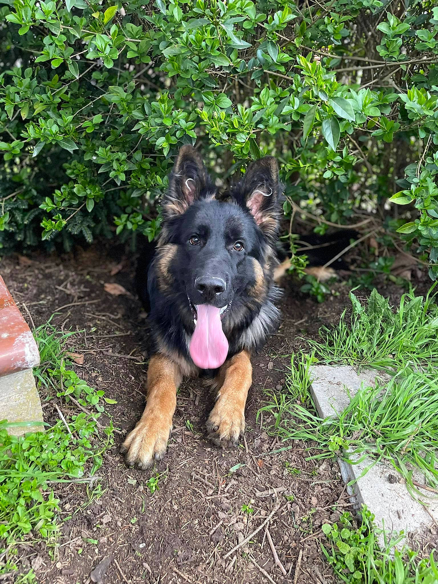 Max a rejoint le concours — aidez-le/la à gagner de superbes lots ! carnivore, companion_dog, dog, dog_breed, german_shepherd_dog, grass, groundcover, herding_dog, king_shepherd, old_german_shepherd_dog, plant, sporting_group, terrestrial_plant, working_animal, working_dog