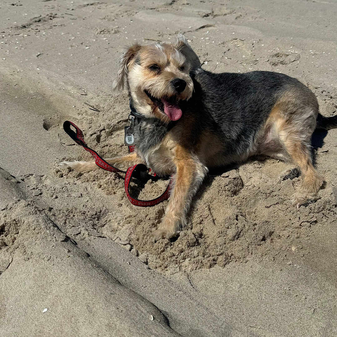 Sandy joined the competition — help win amazing prizes! accessories, airedale, animal, beach, canine, coast, dog, hound, leash, nature, outdoors, pet, puppy, sand, sea, shoreline, soil, strap, sunglasses, terrier