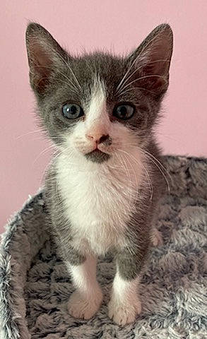 Ruby a rejoint le concours — aidez-le/la à gagner de superbes lots ! carnivore, cat, claw, domestic_short_haired_cat, eye, felidae, fur, head, iris, paw, sitting, small_to_medium_sized_cats, snout, tail, whiskers